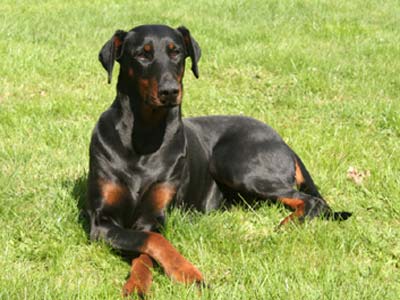 dobie.jpg